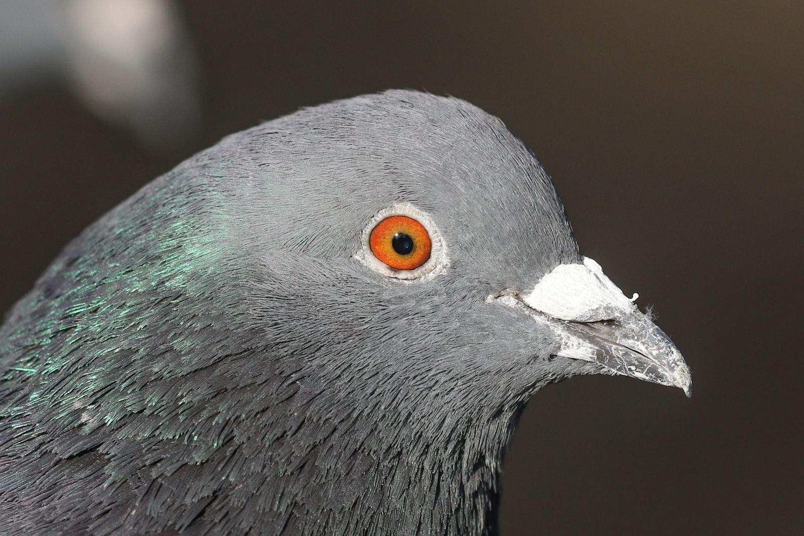 The Pigeon – Paul Brown Photography