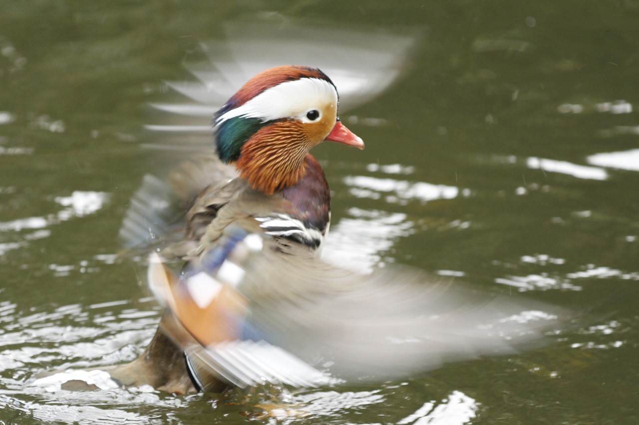 Mandarin Duck Paul Brown Photography