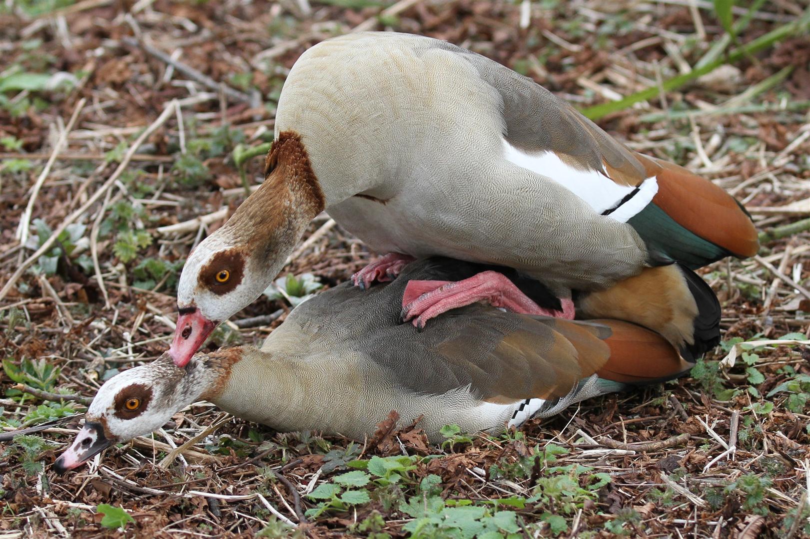 Egyptian Goose Paul Brown Photography