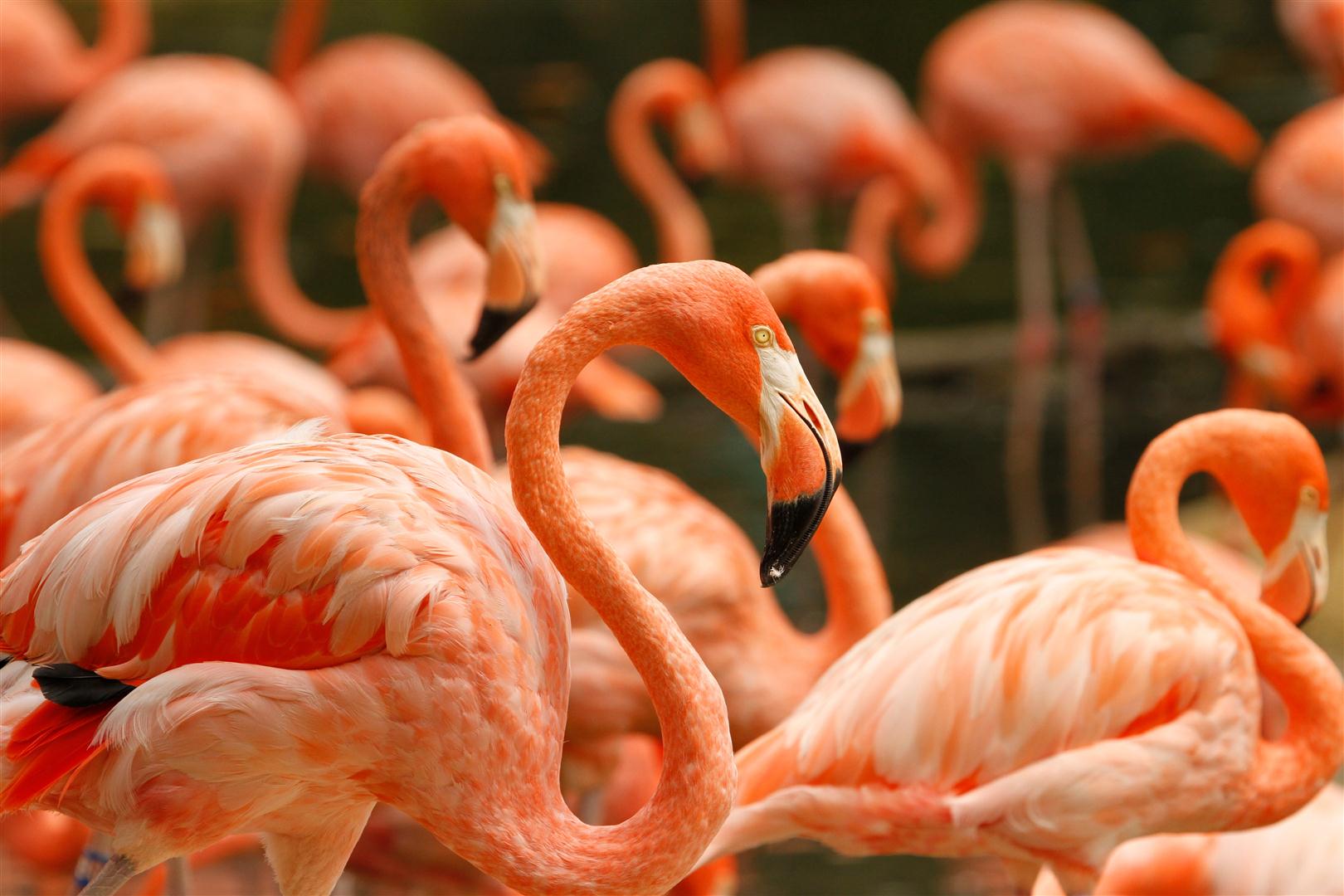 Flamingo at Seaworld, Florida