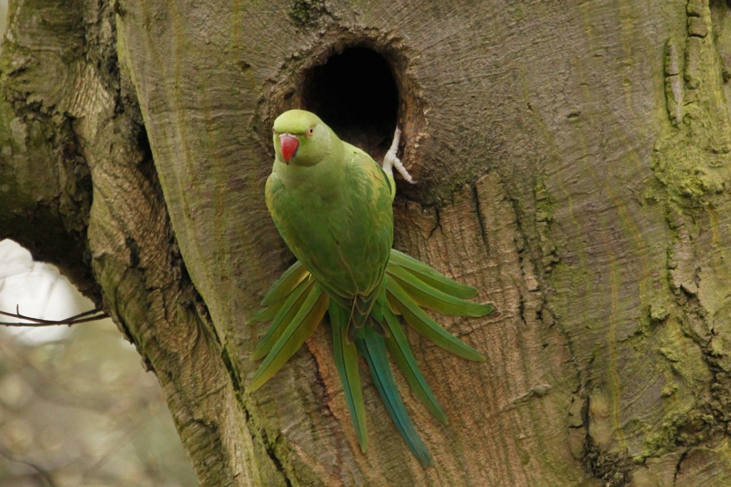 Parakeet