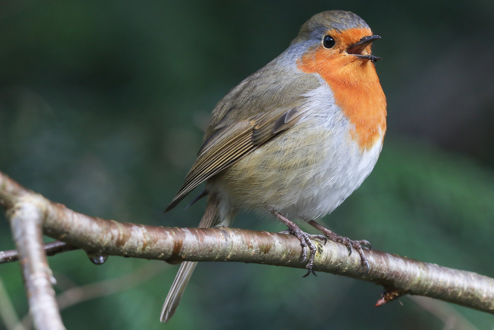 RobinThe European robin (Erithacus rubecula), most commonly known in Anglop...